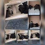 Kittens te koop 2 tijgers/cypers, 4 zwarte, Dieren en Toebehoren, Katten en Kittens | Overige Katten, Meerdere dieren, Kortharig