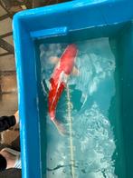 Sanke of goshiki - 65 cm, Dieren en Toebehoren, Vissen | Vijvervissen, Karper of Koi