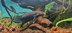 Wilde betta mandor, Vis, Zoetwatervis