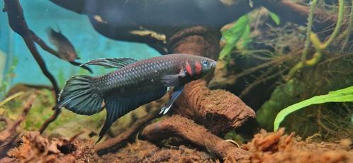 Wilde betta mandor, Dieren en Toebehoren, Vissen | Aquariumvissen, Zoetwatervis, Vis