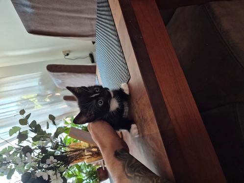 Kittens, Dieren en Toebehoren, Katten en Kittens | Overige Katten, Meerdere dieren