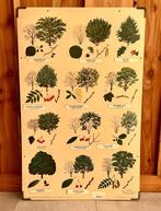 Vintage schoolplaten Bomen, Antiek en Kunst, Antiek | Schoolplaten, Ophalen, Natuur en Biologie