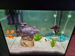 Juwel Lido 120L incl. Onderkast, Ophalen, Gebruikt, Leeg aquarium