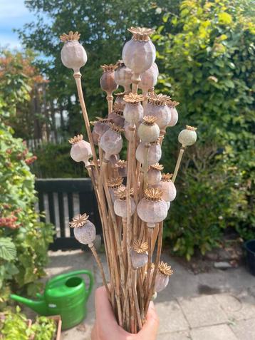 Droogbloemen papaverbollen 20 - 40 cm +/- 25 stuks beschikbaar voor biedingen