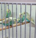 Te koop 4 jonge parkieten, Dieren en Toebehoren, Meerdere dieren, Parkiet