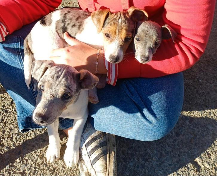 Jack russel pupjes, Dieren en Toebehoren, Honden | Jack Russells en Terriërs, Reu, Jack Russell Terriër, Particulier, Eén hond