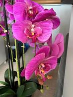 Orchidee, Ophalen of Verzenden, Zo goed als nieuw