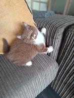 Brits korthaar kitten ( meisje) Nieuwe foto's, Dieren en Toebehoren, Gechipt, Poes