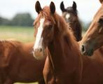 Prachtige royaal ontwikkelde 1.5 jarige KWPN hengst, Minder dan 160 cm, Dressuurpaard, 0 tot 2 jaar, Hengst