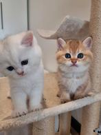 Raszuivere Britse korthaar kittens, Dieren en Toebehoren, Katten en Kittens | Raskatten | Langhaar, Ontwormd