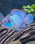 Electric blue acara, Vis