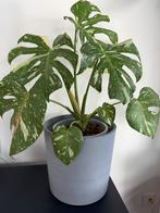 Monstera Thai Constellation, Ophalen, Halfschaduw, Minder dan 100 cm, Groene kamerplant