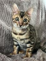 Bengaal kitten 12wk, Dieren en Toebehoren, Kater