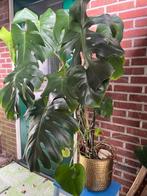 Kamerplant, Mooie Vingerplant/Fatsia japonica,  groot, Huis en Inrichting, Ophalen, Zo goed als nieuw