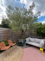 Olijfboom, Tuin en Terras, Planten | Bomen, Ophalen, Volle zon, Olijfboom, 100 tot 250 cm