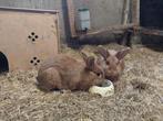 Nieuw-Zeelander x dwerg Hangoor Kruisingen te koop, Dieren en Toebehoren, Konijnen, Vrouwelijk, Dwerg, Hangoor
