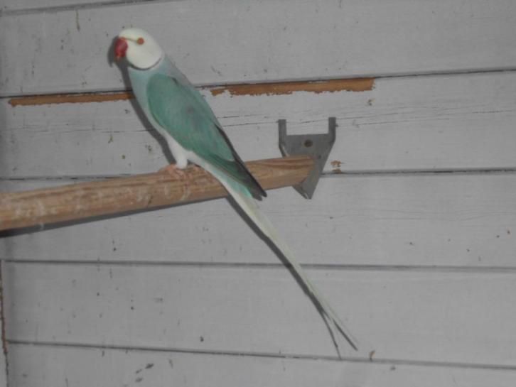 kweekklaar koppel halsbandparkieten, Dieren en Toebehoren, Vogels | Parkieten en Papegaaien, Parkiet, Meerdere dieren, Geringd