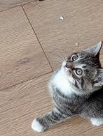 Half britisch kittens, Dieren en Toebehoren, Katten en Kittens | Raskatten | Korthaar, Poes, 0 tot 2 jaar