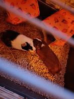 2 Zeugjes Cavias met hok, Kooi, Cavia, Ophalen, Minder dan 60 cm