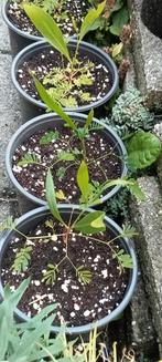 Acacia floribunda planten, Overige soorten, Vaste plant, Ophalen of Verzenden, Halfschaduw