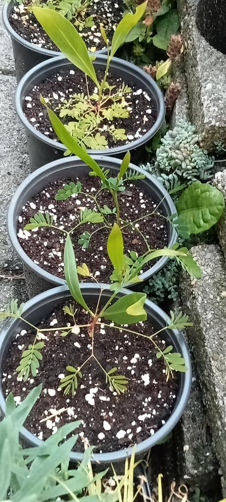 Acacia floribunda planten, Tuin en Terras, Planten | Tuinplanten, Vaste plant, Overige soorten, Halfschaduw, Zomer, Ophalen of Verzenden