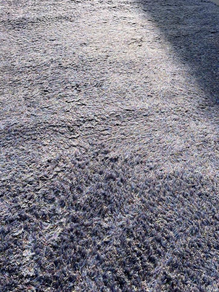 Carpet Sign Fillasse 200x300 cm Lila, Huis en Inrichting, Stoffering | Tapijten en Kleden, Zo goed als nieuw, 200 cm of meer, 200 cm of meer