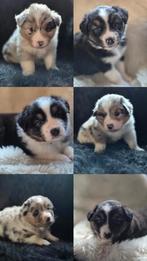 Australian Shepherd pups nog 1 Black tri teefje, Dieren en Toebehoren, Honden | Herdershonden en Veedrijvers, Sheepdog, CDV (hondenziekte)