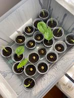 Alocasia knolletjes en plantjes, Huis en Inrichting, Kamerplanten, Ophalen of Verzenden, Halfschaduw, Minder dan 100 cm