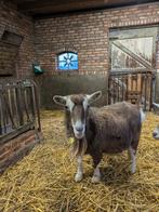 toggenburger gevraagd, Vrouwelijk, Geit