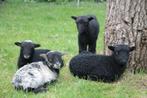 Ouessant schapen - Fraaie stamboekooien reserveren mogelijk, Dieren en Toebehoren, Schaap, Meerdere dieren