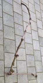 Druiventak / Wijnrank - mooi voor decoratie, Volle zon, Vaste plant, Ophalen of Verzenden, Fruitplanten