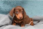 Choco Tan teckel pups  kaninchenxdwerg, 8 tot 15 weken, Korthaar, Dwerg, Meerdere