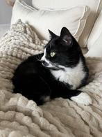 Kat, Dieren en Toebehoren, Katten en Kittens | Overige Katten, Poes