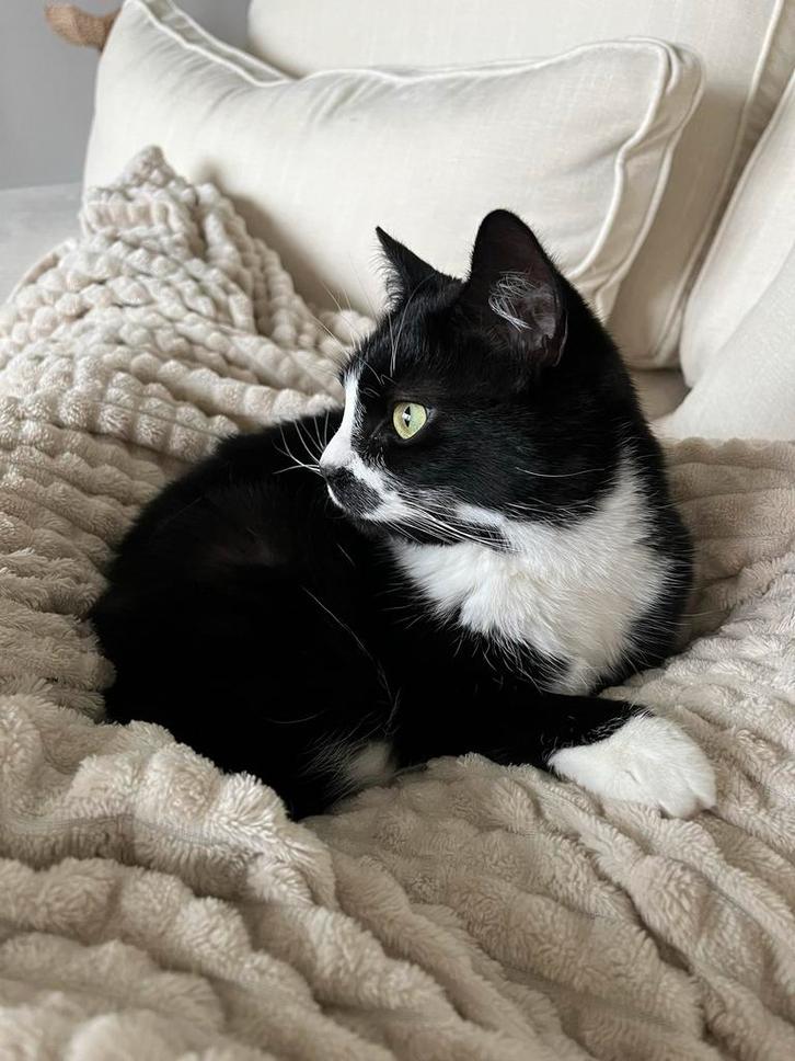 Kat, Dieren en Toebehoren, Katten en Kittens | Overige Katten, Poes