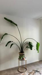 Strelitzia Nicolai Kamerplant, Huis en Inrichting, Kamerplanten, Ophalen, Overige soorten, Halfschaduw, In pot