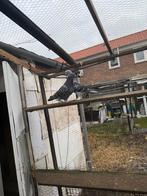 3x takla, Dieren en Toebehoren, Vogels | Duiven, Meerdere dieren, Overige soorten