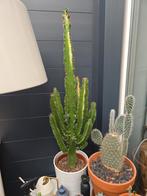 Euphorbia, cowboy Cactus, Ophalen of Verzenden, Cactus, Volle zon, Minder dan 100 cm