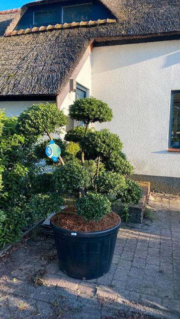 Ilex mutchagara bonsai beschikbaar voor biedingen