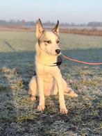 Siberische husky met stamboom 6 maanden, Dieren en Toebehoren, 15 weken tot 1 jaar, Teef, Poolhond, Parvo