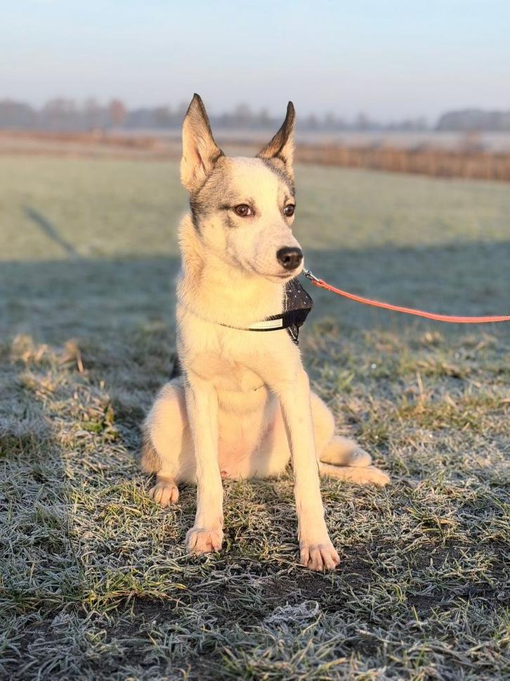Siberische husky met stamboom 6 maanden, Dieren en Toebehoren, Honden | Poolhonden, Keeshonden en Oertypen, Teef, Poolhond, Particulier