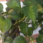 epipremnum global green stek nr 20, Huis en Inrichting, Kamerplanten, Ophalen of Verzenden, Halfschaduw, Minder dan 100 cm