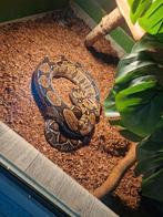 Boa Imperator, SpotPrijs, Dieren en Toebehoren, Reptielen en Amfibieën, Slang