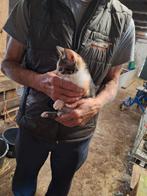 Kitten, Dieren en Toebehoren, Kater
