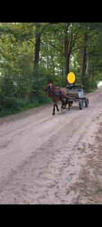Leuk men/rij paard!, Merrie, B, 160 tot 165 cm, 11 jaar of ouder