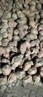 voederbieten te koop, Ophalen, Vee