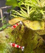 Red Crystal S+ garnalen, Dieren en Toebehoren, Kreeft, Krab of Garnaal