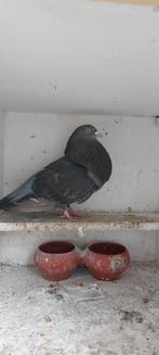 Duiven, Dieren en Toebehoren, Mannelijk, Kropper