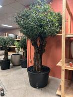 Mooie kunst olijfboom op echte stam - 184cm, Ophalen