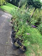 Vlinderstruik paars / rose / wit , ruim 150 tot 200 cm hoog, Ophalen, Vlinderstruik, Struik, 100 tot 250 cm