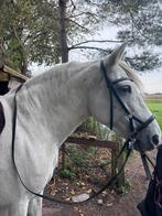bitloos hoofdstel full, Dieren en Toebehoren, Ophalen of Verzenden
